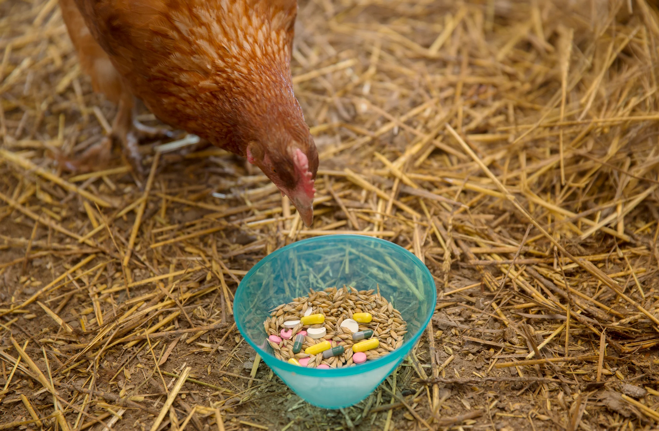 Антибиотики дают курам. Пшеница и куры. Антибиотик для птиц.