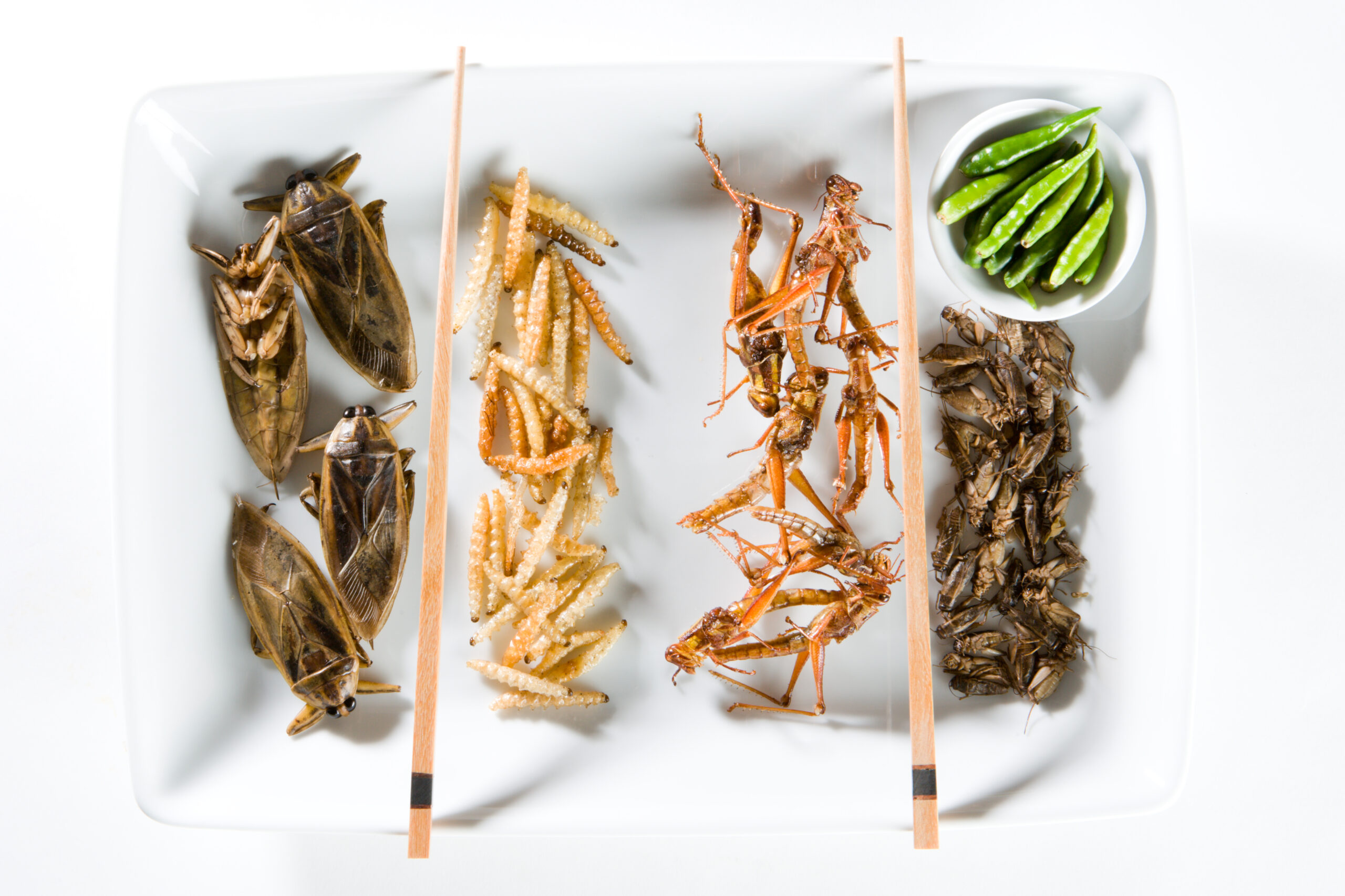 Top 7 Des Insectes Comestibles Les Plus Populaires » Guide Restaurant