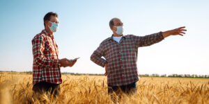 Farmers in sterile medical mask using digital tablet in field of